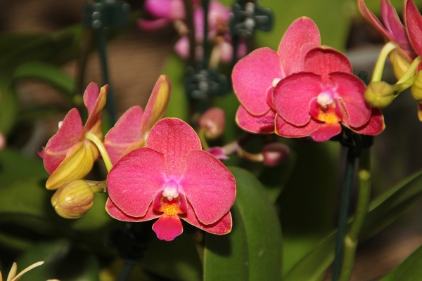 Phalaenopsis   089.jpg